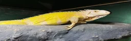 Iguana reptiles for sale: Albino Female Iguana – 5 Years Old & Friendly - Advert 4