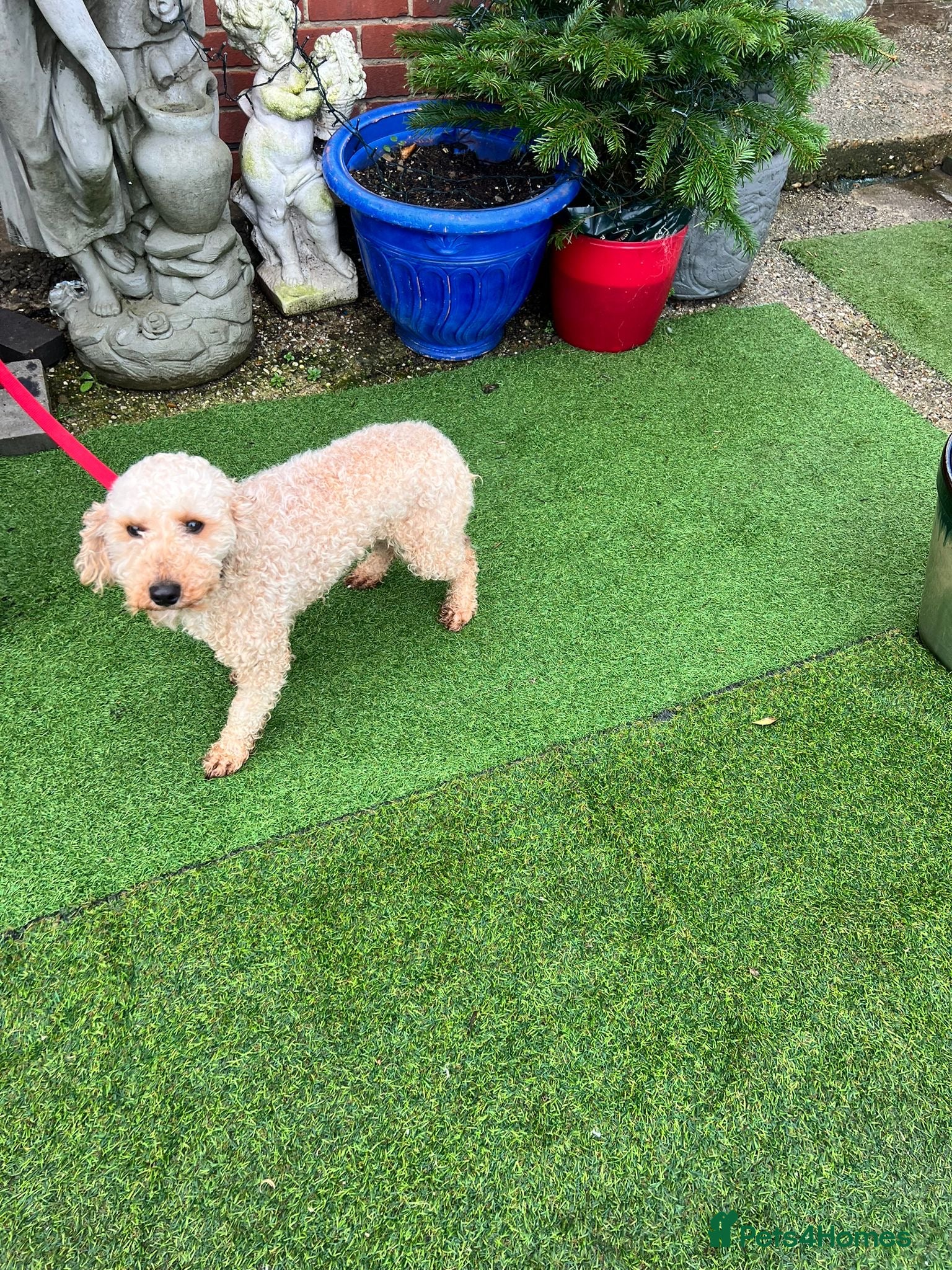 Miniature Poodle dogs Red/apricot mini poodle girl for sale  - Advert 1