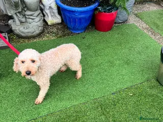 Miniature Poodle dogs Red/apricot mini poodle girl for sale - Advert 1