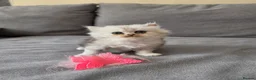 Persian cats for sale: Persian ragdoll / chinchilla kittens - Advert 13