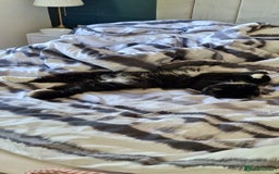 Mixed Breed cats for sale: Female Domestic Longhair - Image 5
