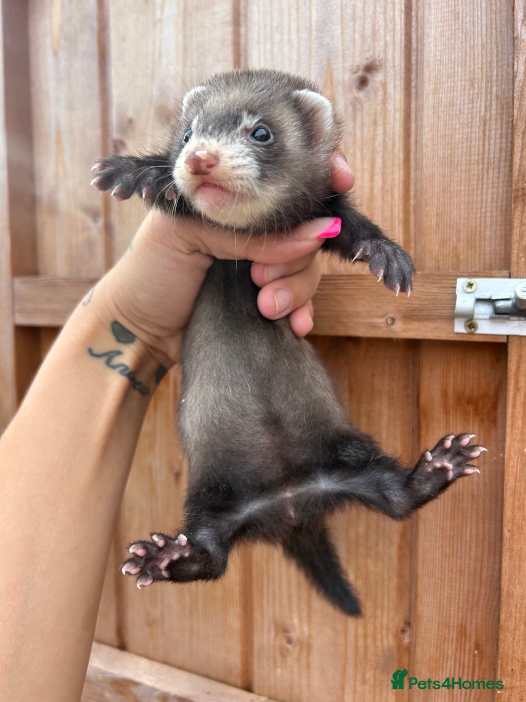 Ferret rodents for sale: 1Hob&jill semi angorasdadspedigree on feritage - Image 4