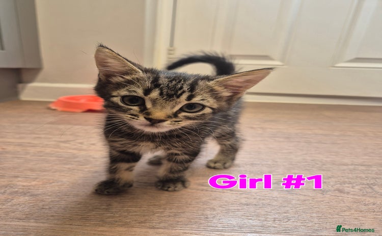 Mixed Breed cats - Advert 15