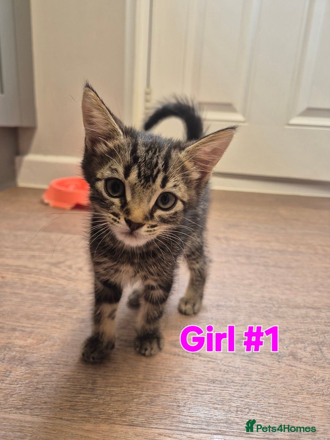 Mixed Breed cats for sale: 6 adorable kittens looking for homes❤️ - Image 1
