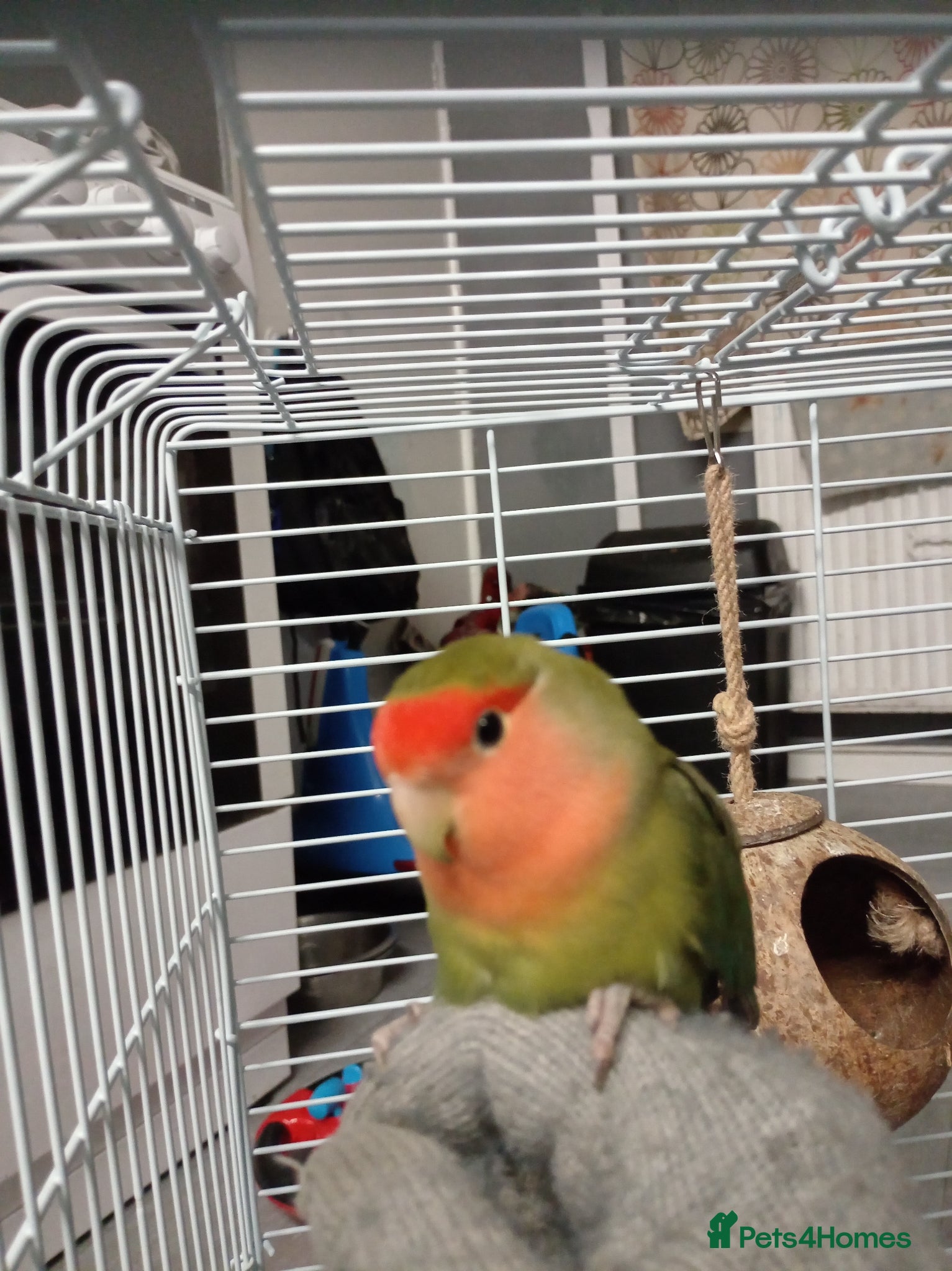 Lovebirds birds 5month old lovebird for sale  - Advert 14