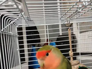 Lovebirds birds 5month old lovebird for sale - Advert 1