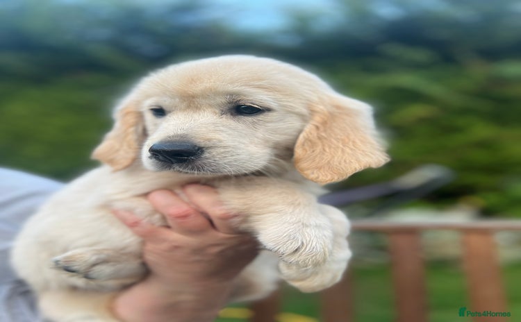 Golden Retriever dogs - Advert 10