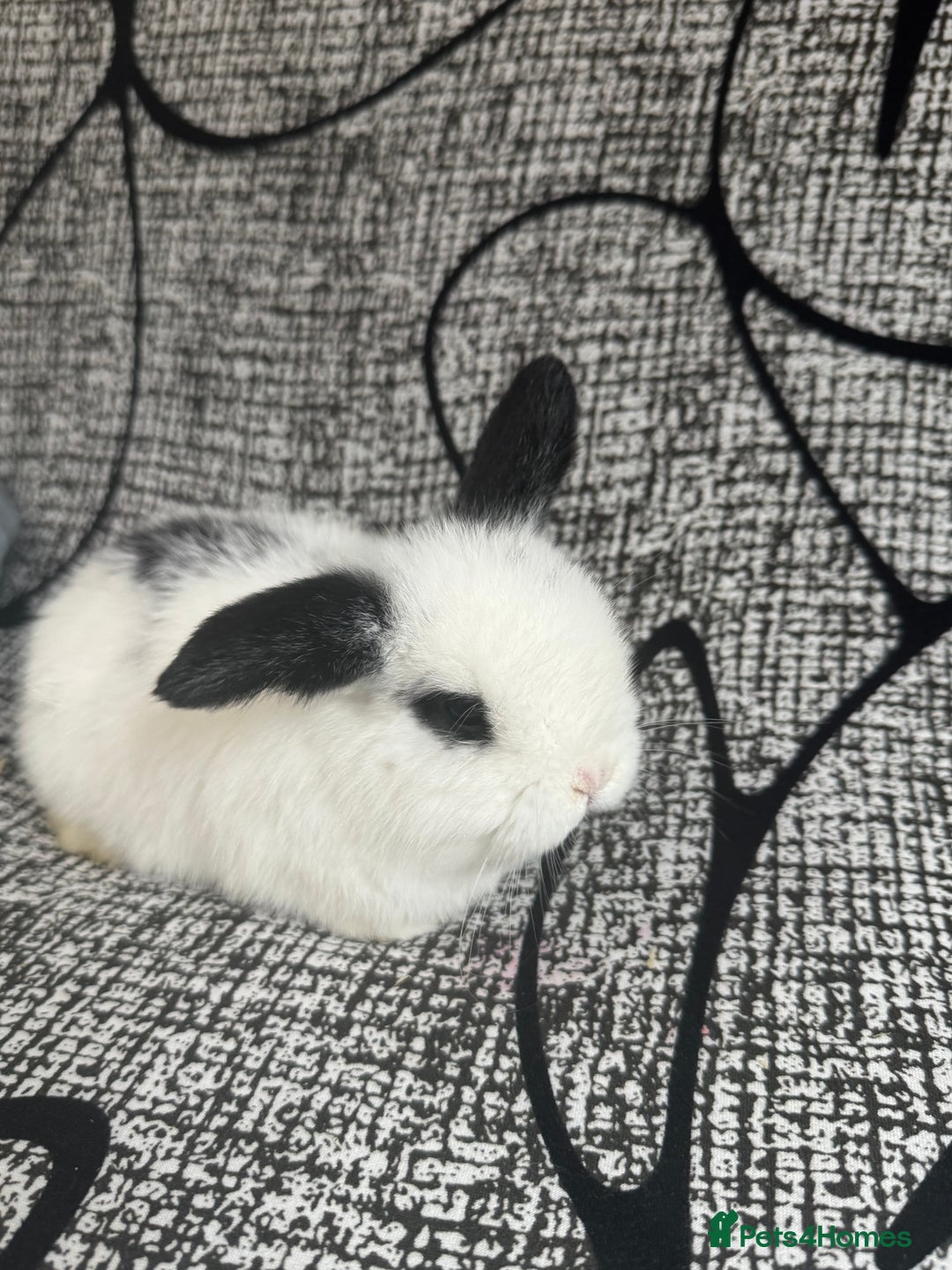 Mini Lop rabbits for sale: Baby mini lops  - Advert 6