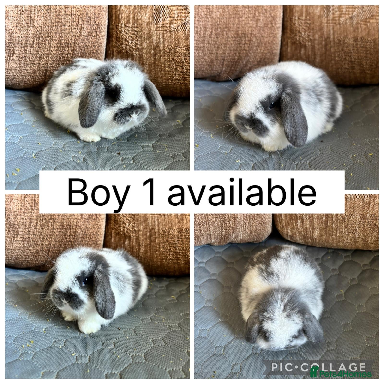 Mini Lop rabbits 3 beautiful baby mini lops ready for reserve  - Advert 2