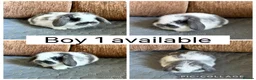 Mini Lop rabbits for sale: 3 beautiful baby mini lops ready for reserve  - Advert 2