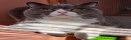 British Shorthair cats for stud: Stunning Pedigree GCCF BSH male for stud!! - Advert 5