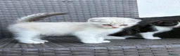 Scottish Fold cats for sale: Scottish fold x BSH - Advert 7