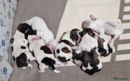 Shih Tzu dogs for sale: Meet Our Gorgeous Shih Tzu Puppies!  - Image 4