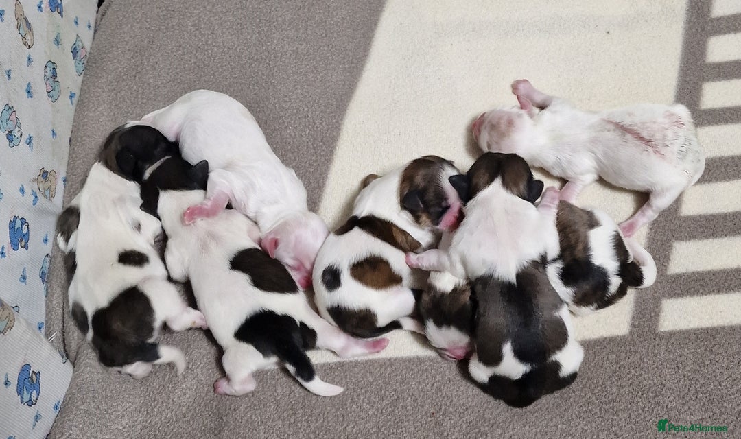 Shih Tzu dogs for sale: Meet Our Gorgeous Shih Tzu Puppies!  - Image 4