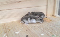 Hamster rodents for sale: Dwarf Hamster - Image 1