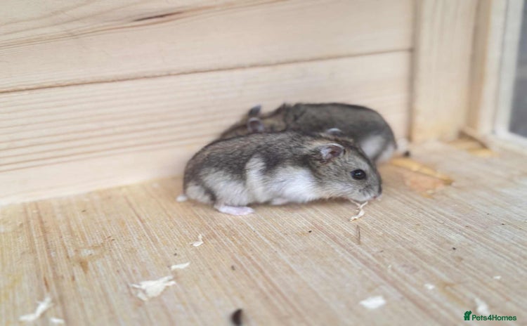 Hamster rodents - Advert 1