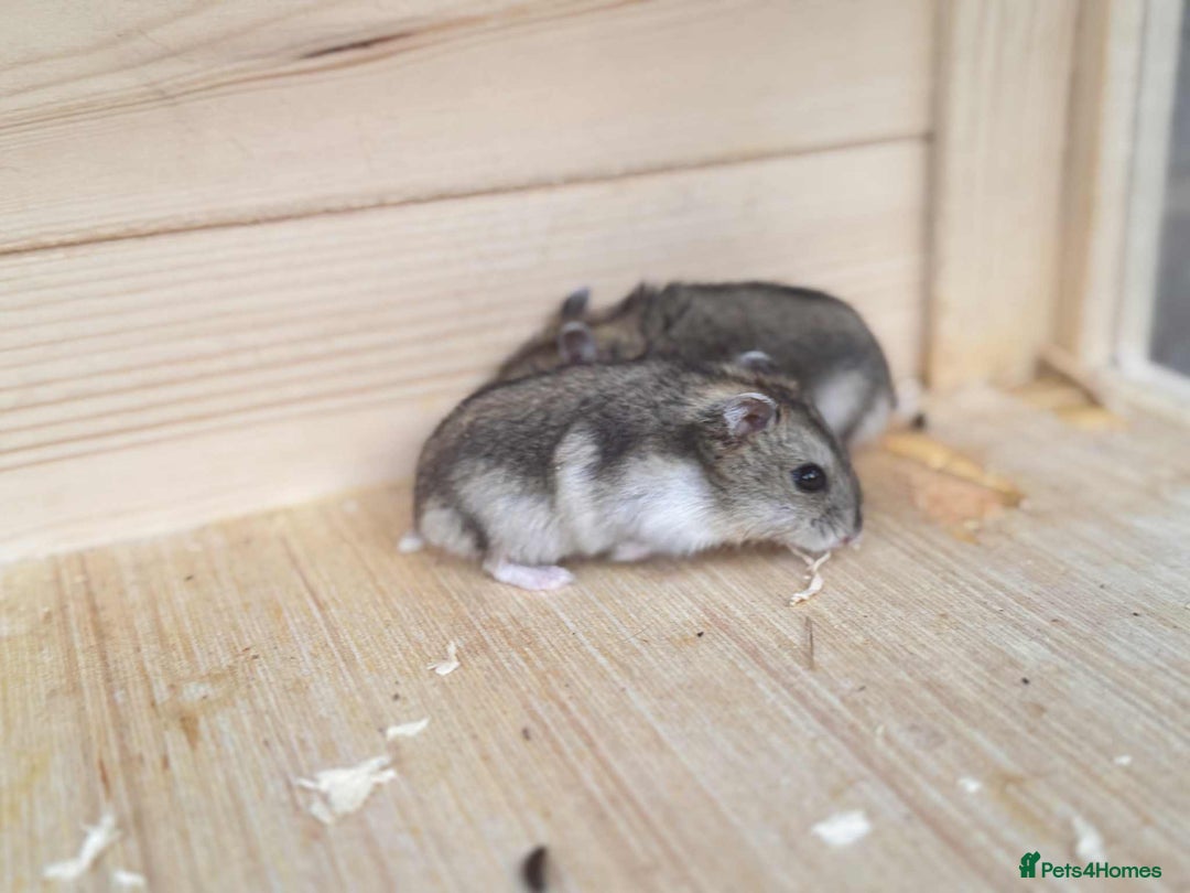 Hamster rodents for sale: Dwarf Hamster - Image 1