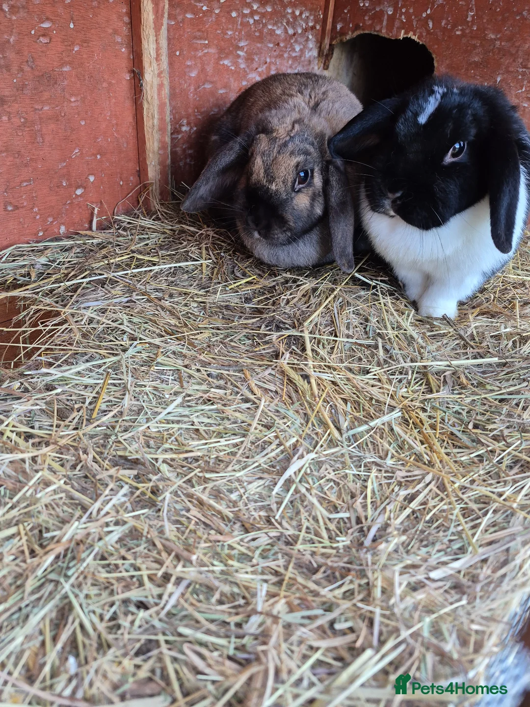 Mini Lop rabbits for sale: Loving homes wanted for 4 Mini Loop bunnies 🐰 in Norwich - Advert 2