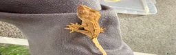 Gecko reptiles for sale: Baby crested geckos 🦎  - Advert 5