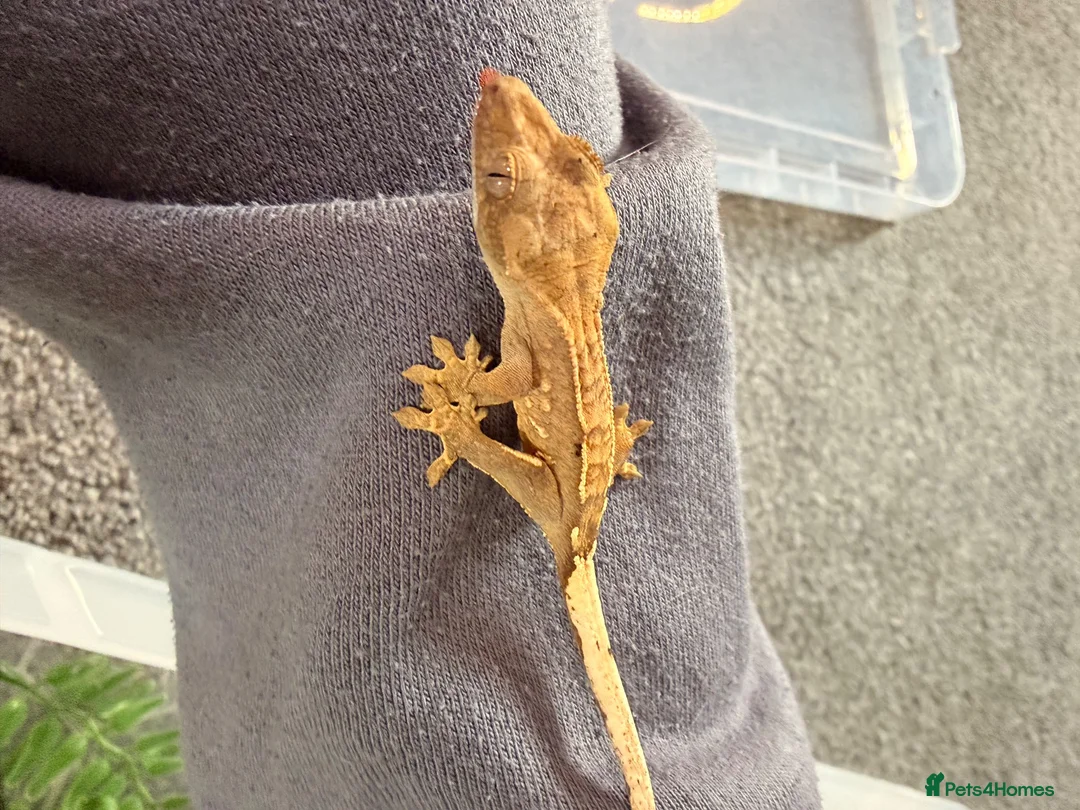 Gecko reptiles for sale: Baby crested geckos 🦎  - Advert 5