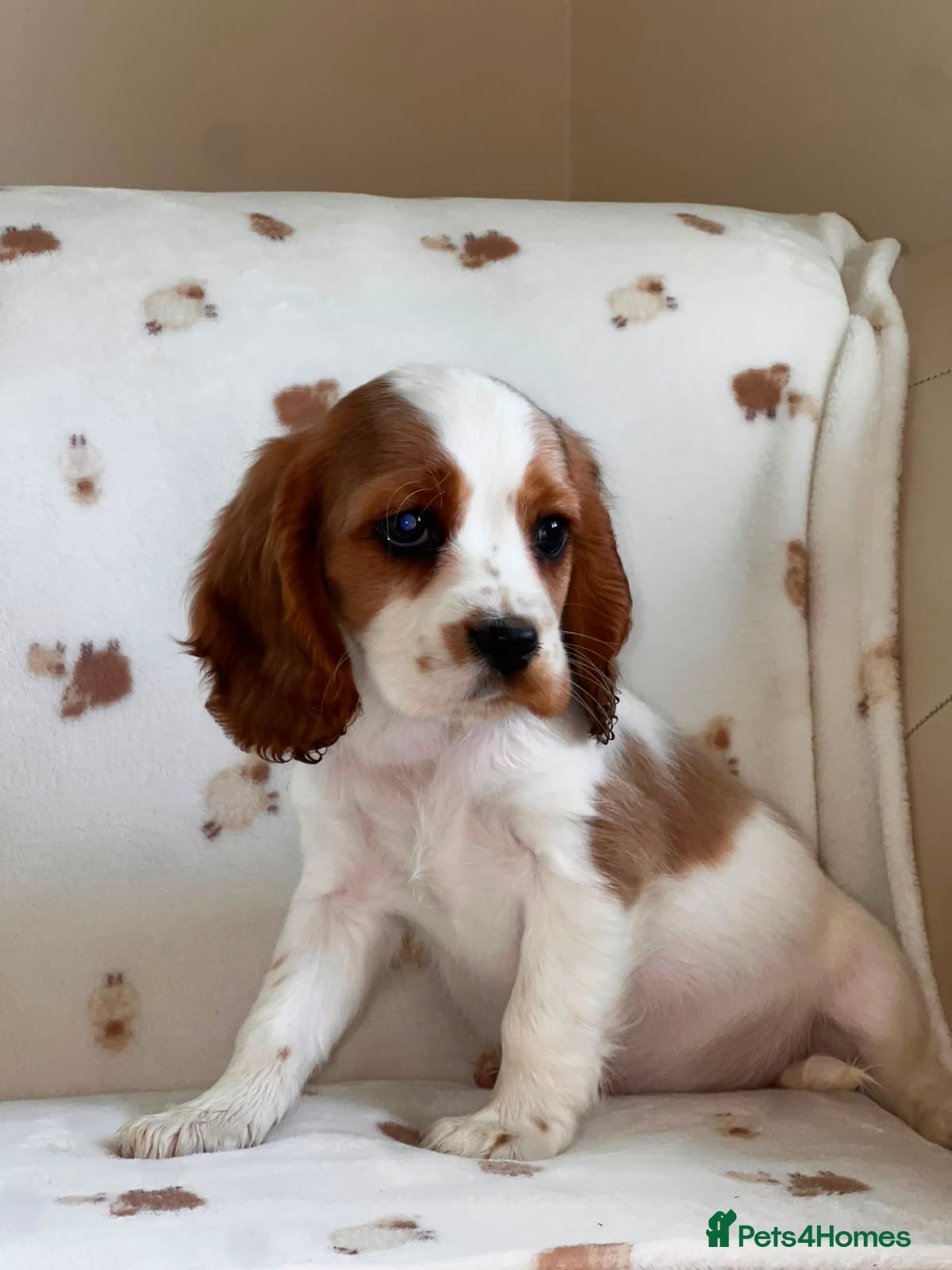 Cockalier dogs Cockalier puppies 🐶  - Advert 1