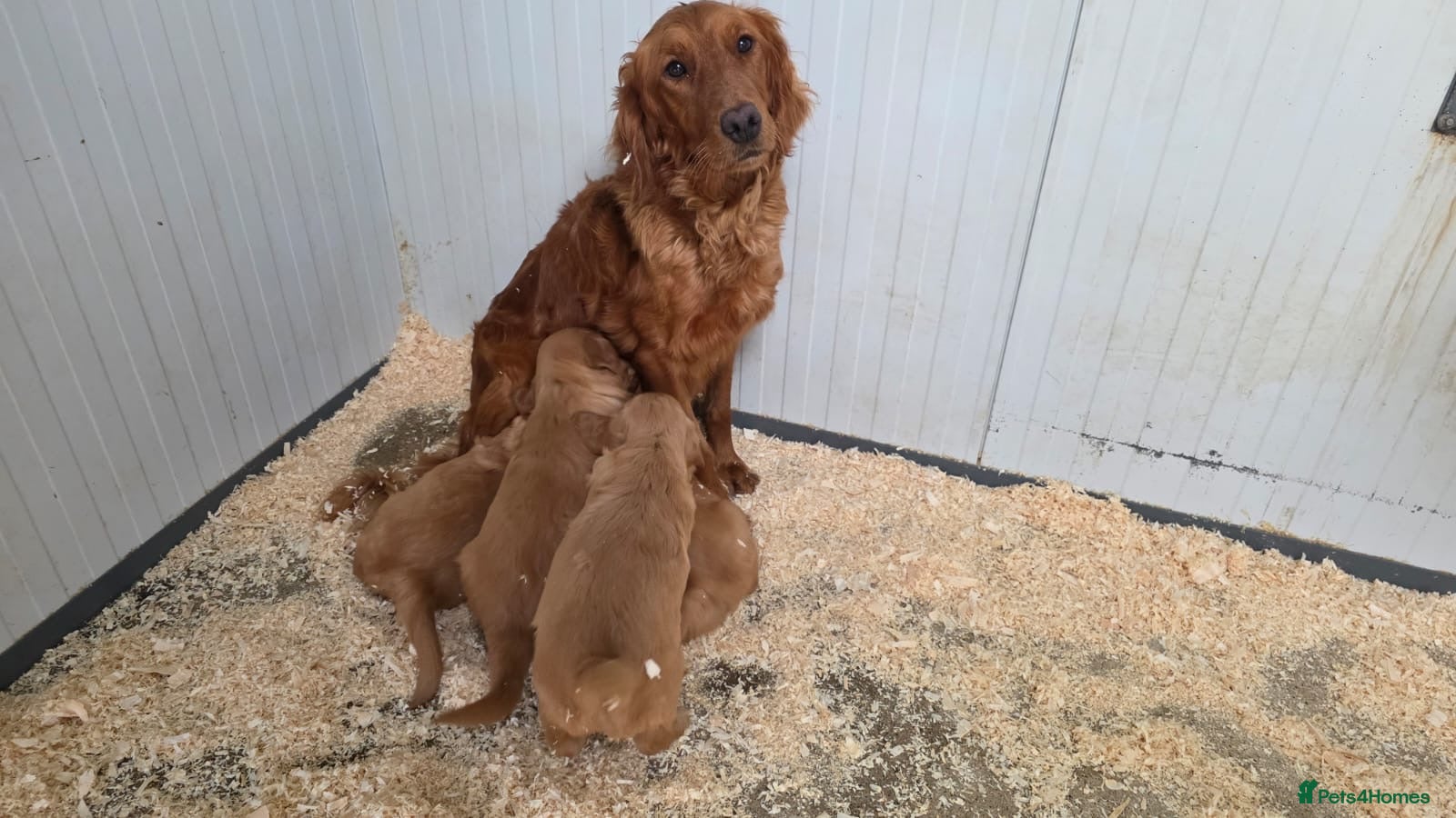 Golden Retriever dogs Working Golden Retriever puppies  - Advert 5