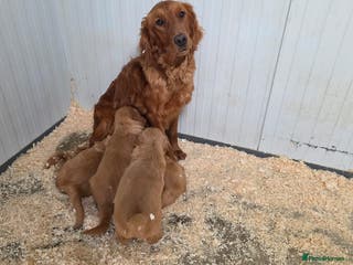 Golden Retriever dogs Working Golden Retriever puppies - Advert 4