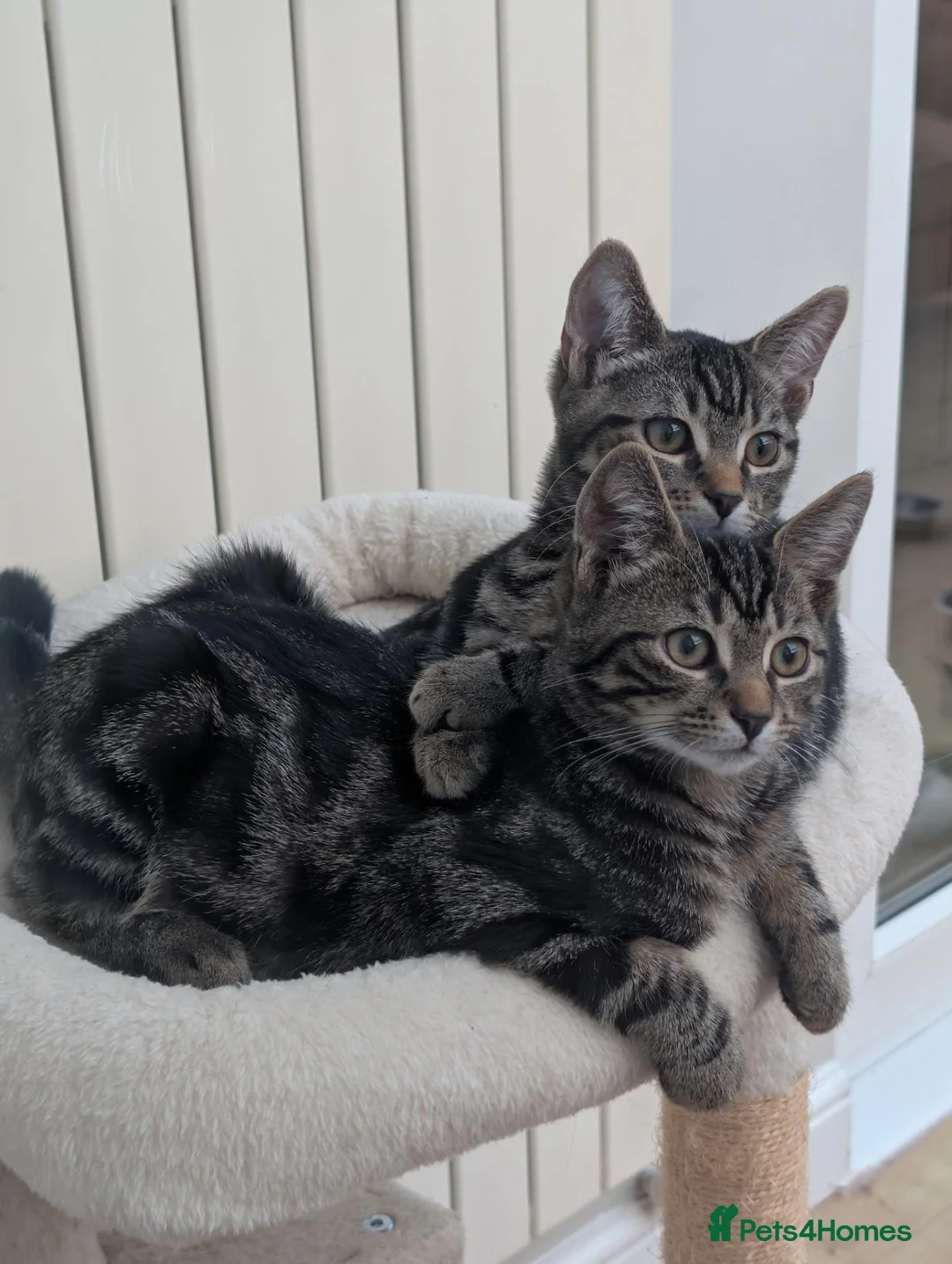 Domestic Shorthair cats for sale: Two male Tabby's - Advert 1