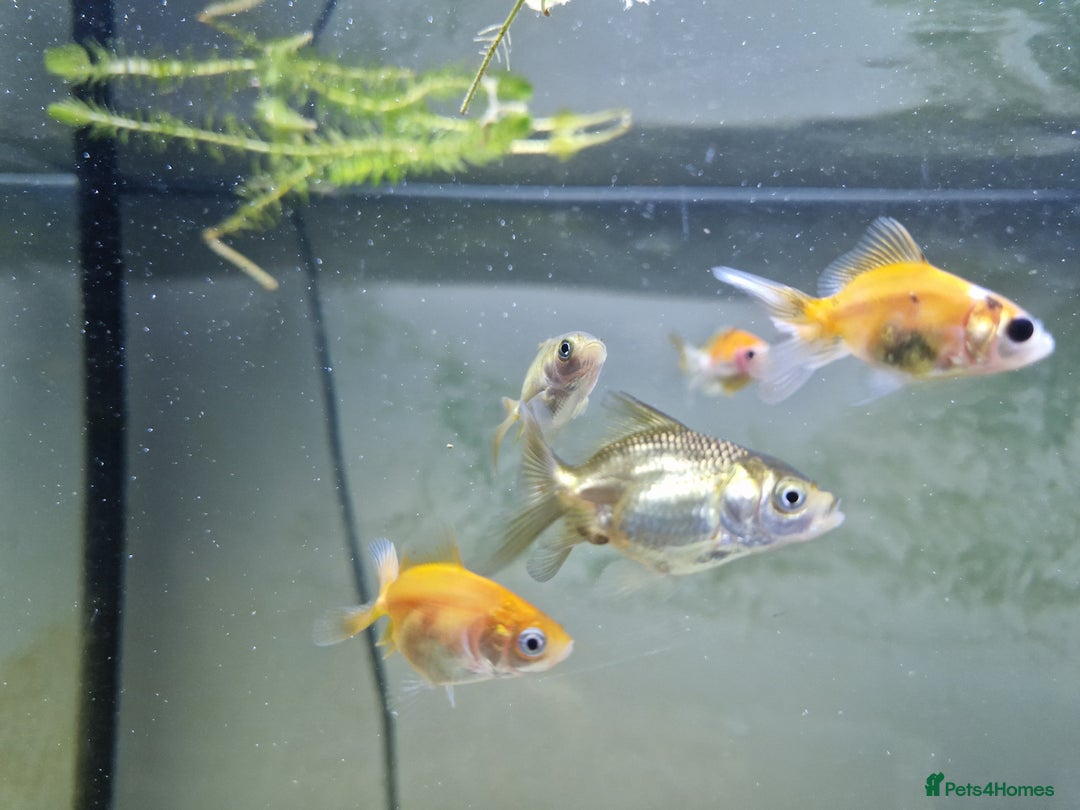 Fancy Goldfish fish for sale: Selection of Baby fancy goldfish - Image 7