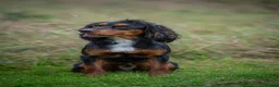 Cocker Spaniel dogs for sale: Working cocker spaniel’s - Advert 7