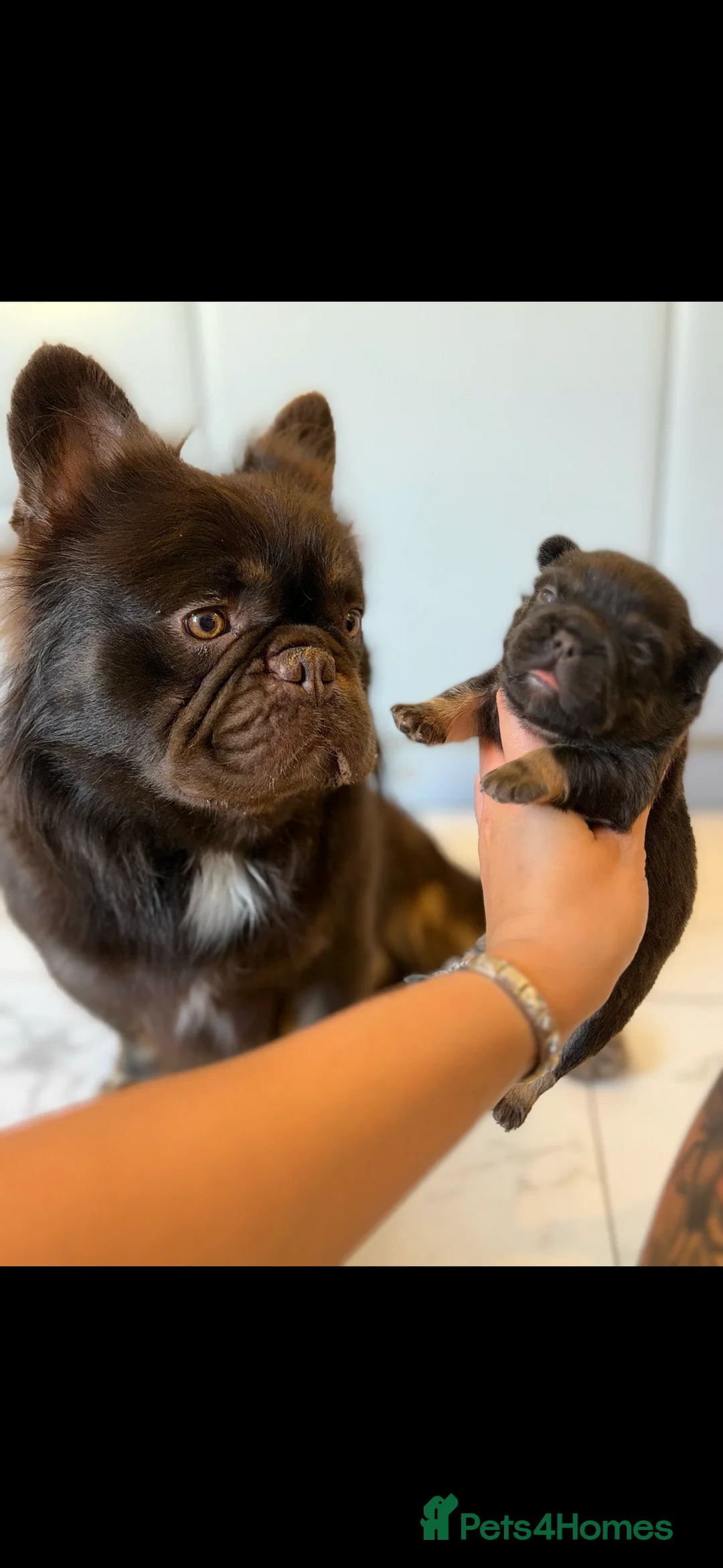 French Bulldog dogs for stud: NOODLE Choc & Tan Fluffy in Newcastle upon Tyne - Advert 5