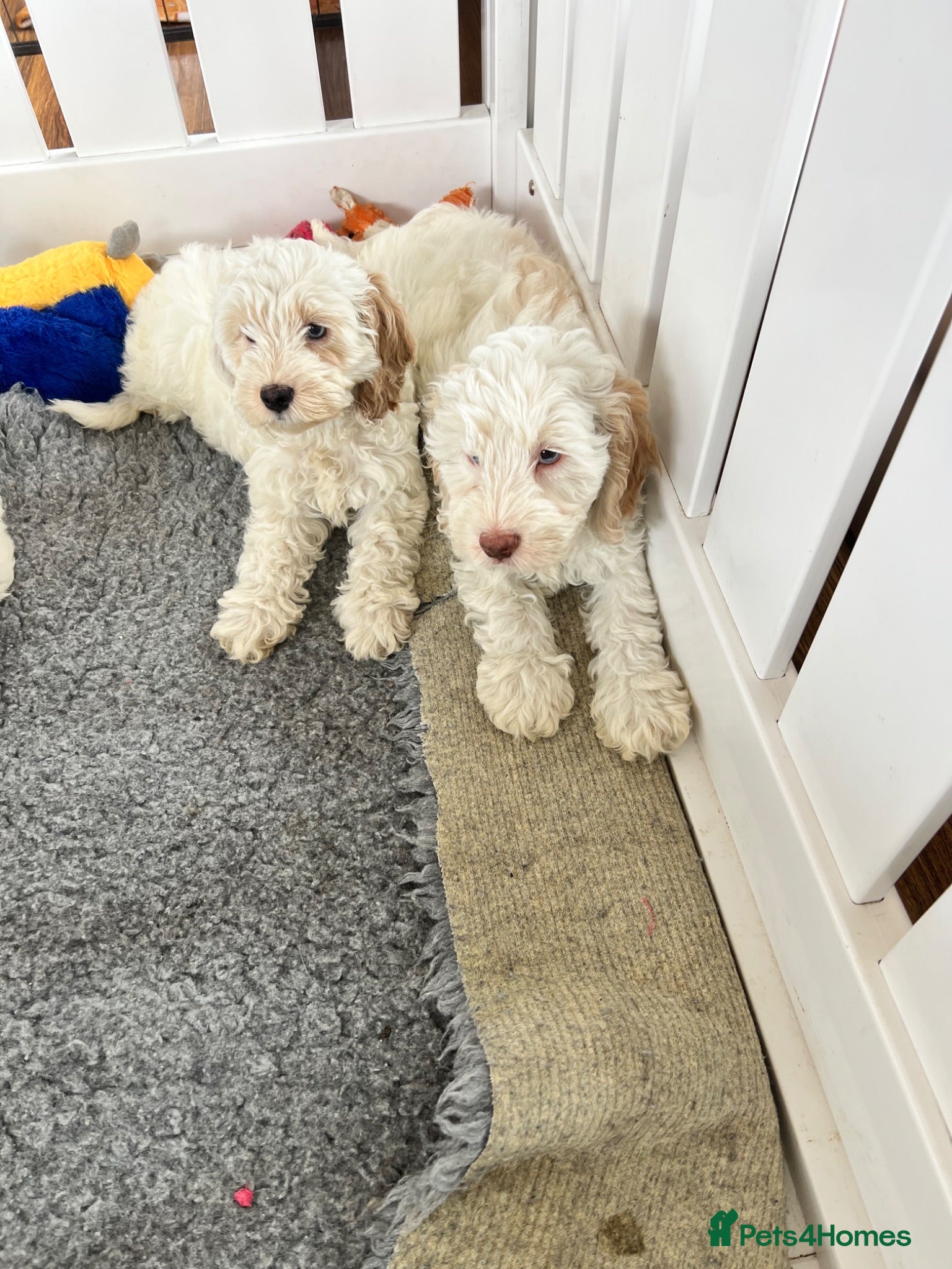 Cockapoo dogs F1 cockapoo puppies  - Advert 2