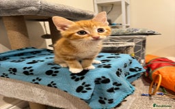 Mixed Breed cats for sale: 🌟 Beautiful Kittens 🌟 - Image 3
