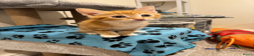 Ginger male