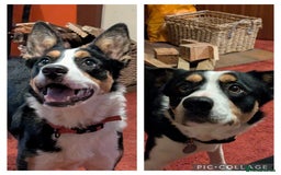 Mixed Breed dogs for sale: Looking for a new home  - Image 5