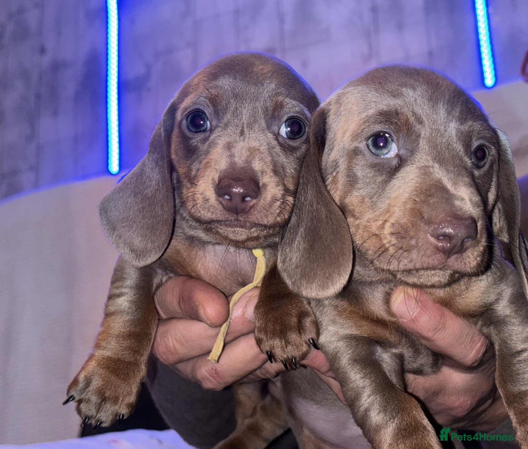 Miniature Dachshund dogs for sale: 2 mini dachshund - Advert 2