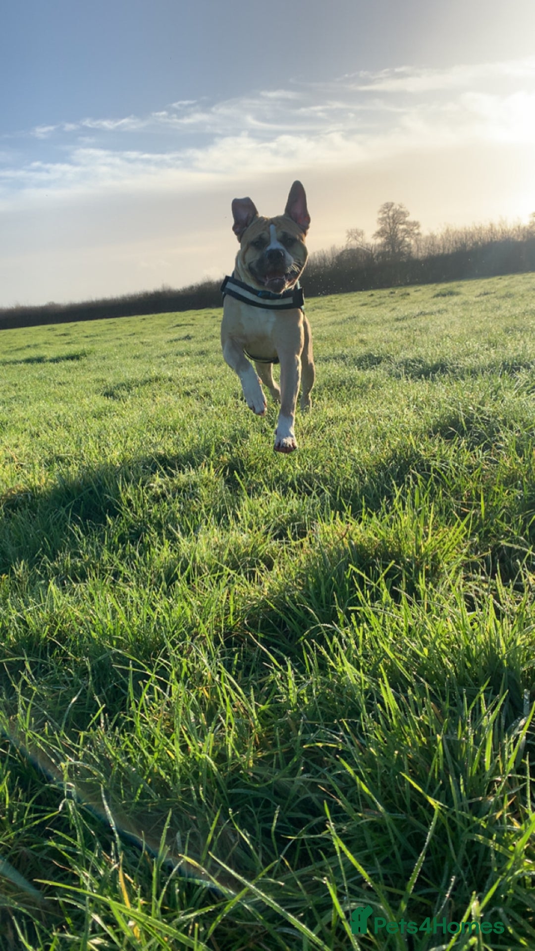 Mixed Breed dogs for sale: American bulldog Cross mastiff  - Advert 4