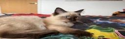 Ragdoll cats for sale: Ragdoll Kittens for Sale - Advert 3