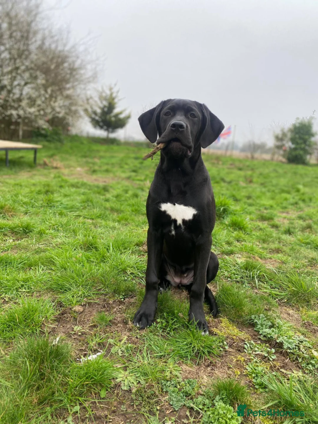 Cane Corso dogs for sale: Female cane corso  - Advert 1