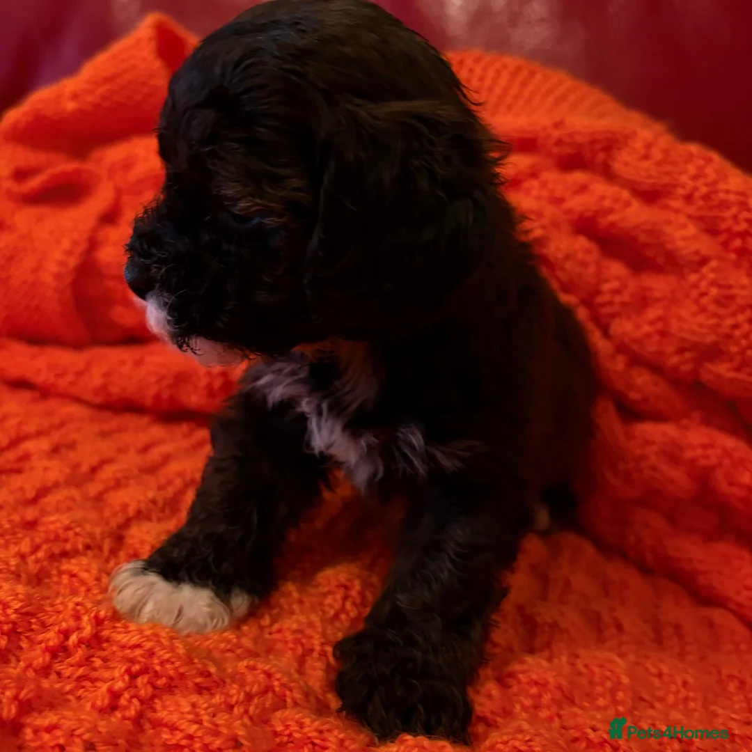 Shihpoo dogs for sale: Toy shipoo pups  - Advert 12