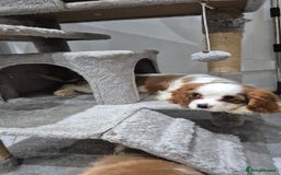 Cavalier King Charles Spaniel dogs for sale: Fully vaccinated & ready for his forever home - Advert 3