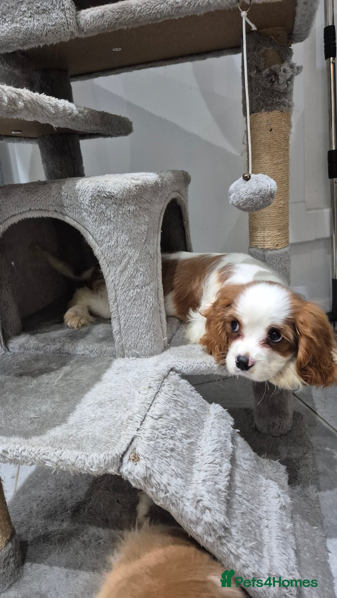 Cavalier King Charles Spaniel dogs for sale: Fully vaccinated & ready for his forever home - Advert 3
