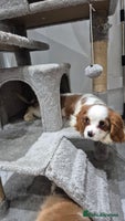 Cavalier King Charles Spaniel dogs Fully vaccinated & ready for his forever home - Advert 5