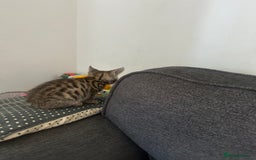 Manx cats for sale: Beautiful Banx Kittens  - Image 10