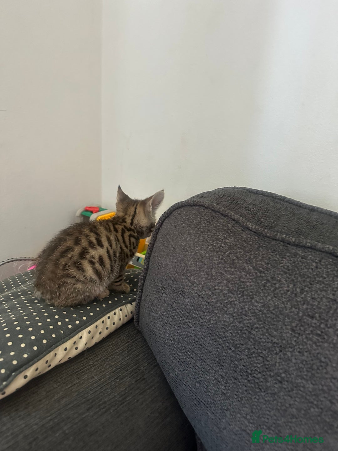 Manx cats for sale: Beautiful Banx Kittens  - Image 10