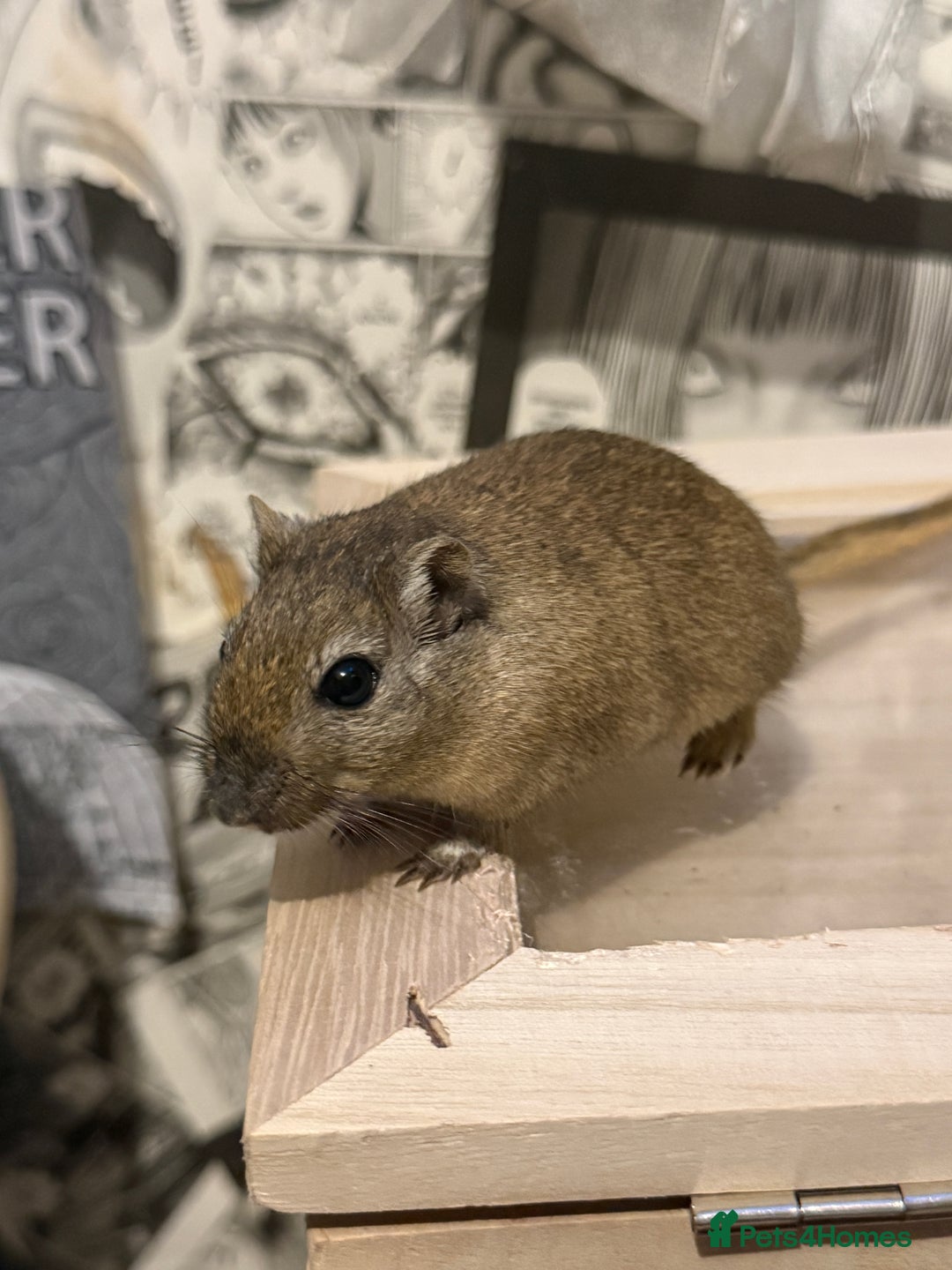 Gerbil rodents for sale: 2 gerbils female and food - Advert 2