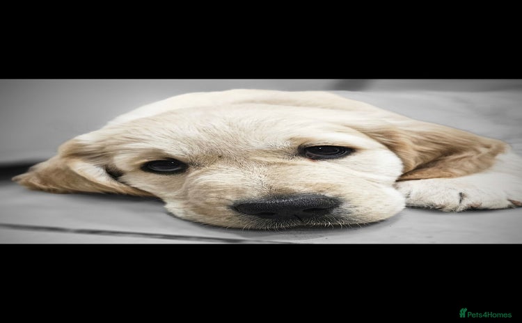 Golden Retriever dogs - Advert 8