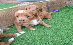 Mixed Breed dogs for sale: Cavapoo puppies  - Image 5
