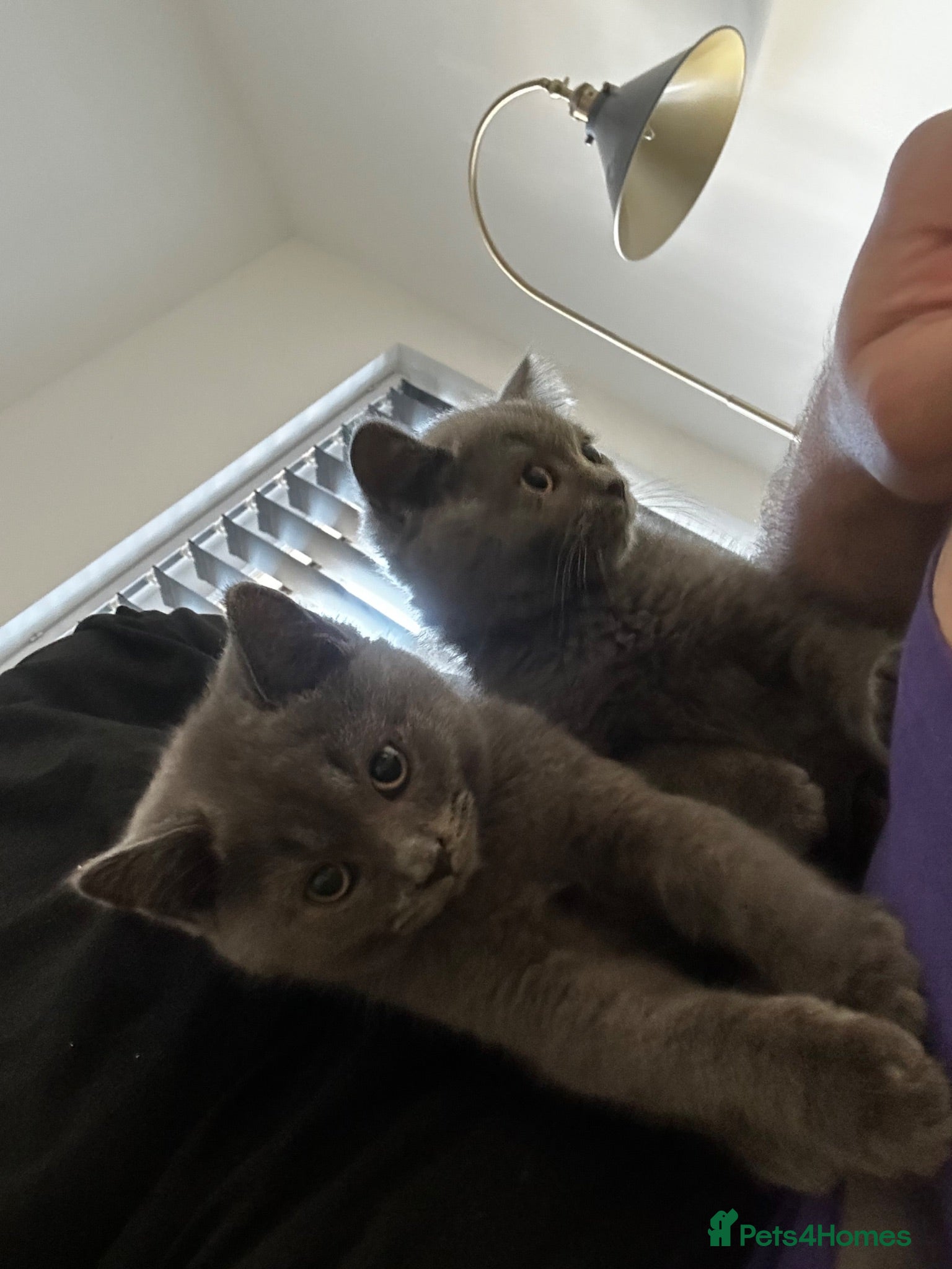 British Shorthair cats 2 chunky British blue male kittens left  - Advert 2
