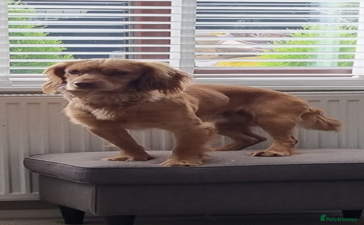 Cocker Spaniel dogs - Advert 8